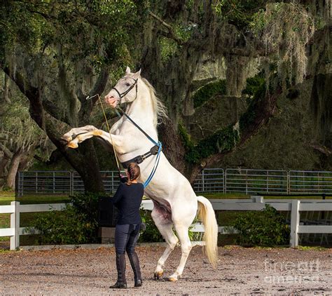 how much does a lipizzan horse cost